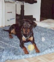 Leevi