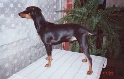 Patu