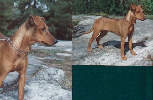 Rommi